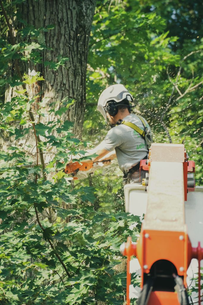 tree service ashtabula ohio
